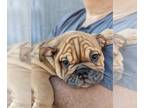Bulldog PUPPY FOR SALE ADN-759191 - Daisy of Hayden Homestead x Hurst Bulls