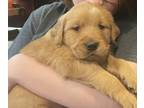 Golden Retriever PUPPY FOR SALE ADN-759181 - CKC registered golden retrievers