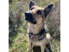 Adopt Angie a German Shepherd Dog