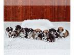 Pembroke Welsh Corgi PUPPY FOR SALE ADN-759031 - AKC Corgi Puppies Ready by