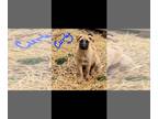 Akita-German Shepherd Dog Mix PUPPY FOR SALE ADN-759256 - Akita Shepherd Mix