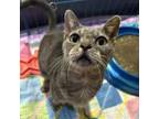 Adopt Mary Lou a Domestic Short Hair