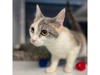 Adopt Liliana a Domestic Short Hair