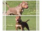American Bully PUPPY FOR SALE ADN-759211 - Chocolate Tri LilacTri