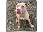 Adopt DA 17 Pumpkin a Pit Bull Terrier