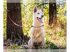 Huskies Mix DOG FOR ADOPTION RGADN-1234627 - Redis - Husky / Mixed Dog For