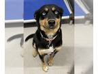 Huskies -Rottweiler Mix DOG FOR ADOPTION RGADN-1236267 - BABY - Rottweiler /