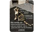 Adopt Mistic a Calico