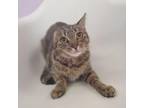 Adopt Patty Whack a Tabby