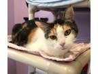 Adopt Allie a Domestic Short Hair