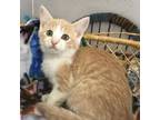 Adopt Caramel - Come see me at PetSmart in Lacey, WA on May 11th a American