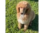 Mutt Puppy for sale in Merced, CA, USA