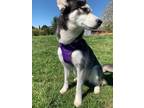 Adopt LUNA G a Husky