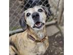 Adopt Amy a Catahoula Leopard Dog, Mixed Breed