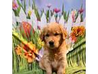 Golden Retriever Puppy for sale in Mount Gilead, NC, USA