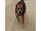 Adopt Trixie a Shepherd, Australian Cattle Dog / Blue Heeler