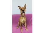 Adopt Honeybear a Mixed Breed