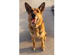 Adopt Alora a German Shepherd Dog