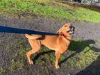 Adopt TIMBER~ being Fostered, not at the shelter a Redbone Coonhound