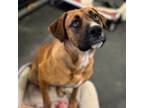 Adopt Lola a Boxer