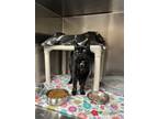 Adopt Star a Domestic Short Hair