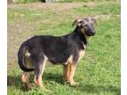 Adopt Bailey a German Shepherd Dog, Anatolian Shepherd
