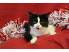 Adopt Dotty a Tuxedo