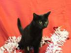 Adopt Jessie a American Shorthair