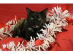 Adopt Ember a American Shorthair