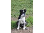 Adopt Stevie Nicks a Border Collie