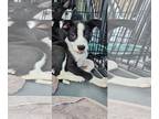 Borador DOG FOR ADOPTION RGADN-1223440 - Mahomes Louisiana - Border Collie /
