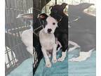 Sheprador DOG FOR ADOPTION RGADN-1223441 - Kelce Louisiana - Australian Shepherd