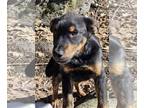 Labrador Retriever Mix DOG FOR ADOPTION RGADN-1225527 - Aaron in NH - Labrador