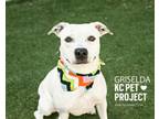 Adopt Griselda a Pit Bull Terrier, Mixed Breed