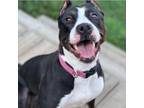 Adopt Ginny a Pit Bull Terrier