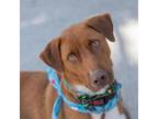 Adopt Wren - Adopted! a Hound, Labrador Retriever