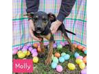 Adopt Molly (PUPPY) a German Shepherd Dog