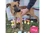 Adopt Meg (PUPPY) a German Shepherd Dog