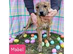 Adopt Mabel (PUPPY) a German Shepherd Dog