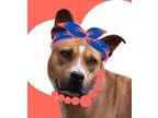 Adopt Kitty a American Staffordshire Terrier