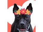 Adopt Kiya a American Staffordshire Terrier