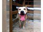 American Staffordshire Terrier Mix DOG FOR ADOPTION RGADN-1234112 - Peanut -