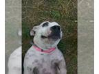 Basset Hound-Bull Terrier Mix DOG FOR ADOPTION RGADN-1234114 - BeBe - Bull