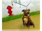 Staffordshire Bull Terrier Mix DOG FOR ADOPTION RGADN-1234123 - Princess -