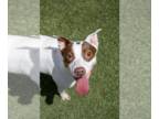 Parson Russell Terrier-Pointer Mix DOG FOR ADOPTION RGADN-1234145 - Mitzi -