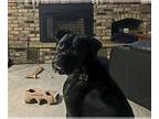 Boxer DOG FOR ADOPTION RGADN-1234146 - Max *Adoption Pending* - Boxer (short