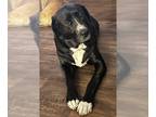 Great Dane-Labrador Retriever Mix DOG FOR ADOPTION RGADN-1234147 - Obi - Great