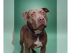 American Pit Bull Terrier Mix DOG FOR ADOPTION RGADN-1234155 - Macchiato -
