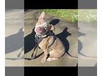 American Staffordshire Terrier DOG FOR ADOPTION RGADN-1234159 - Tango - American