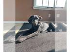 Labrador Retriever Mix DOG FOR ADOPTION RGADN-1234166 - SKYMIR - Labrador